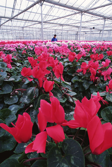 светодиодная лампа для растений светодиодная лампа для растений